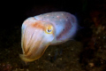   Sepia Elegans Swimming shooted Bima Canon EOS 500D nimar Housing Inon Z240 Iso 100 1200 F18 Swimming/ Z-240 240 1/200 200  